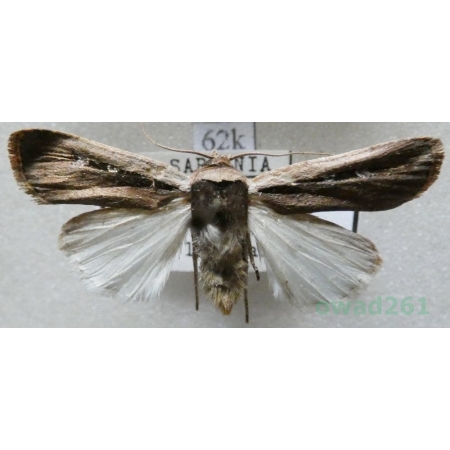 Ochropleura leucogaster (Freyer, 1831) Italy, Sarydnia62k